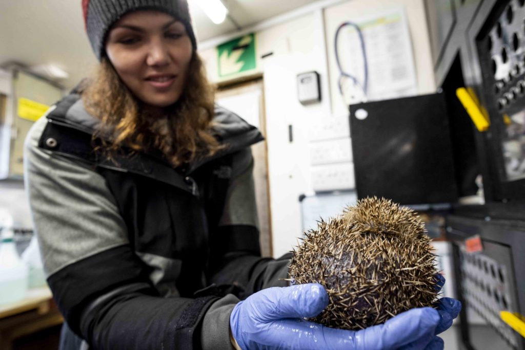 Cherry the hedgehog is examined after the prickle loss she experienced from ringworm