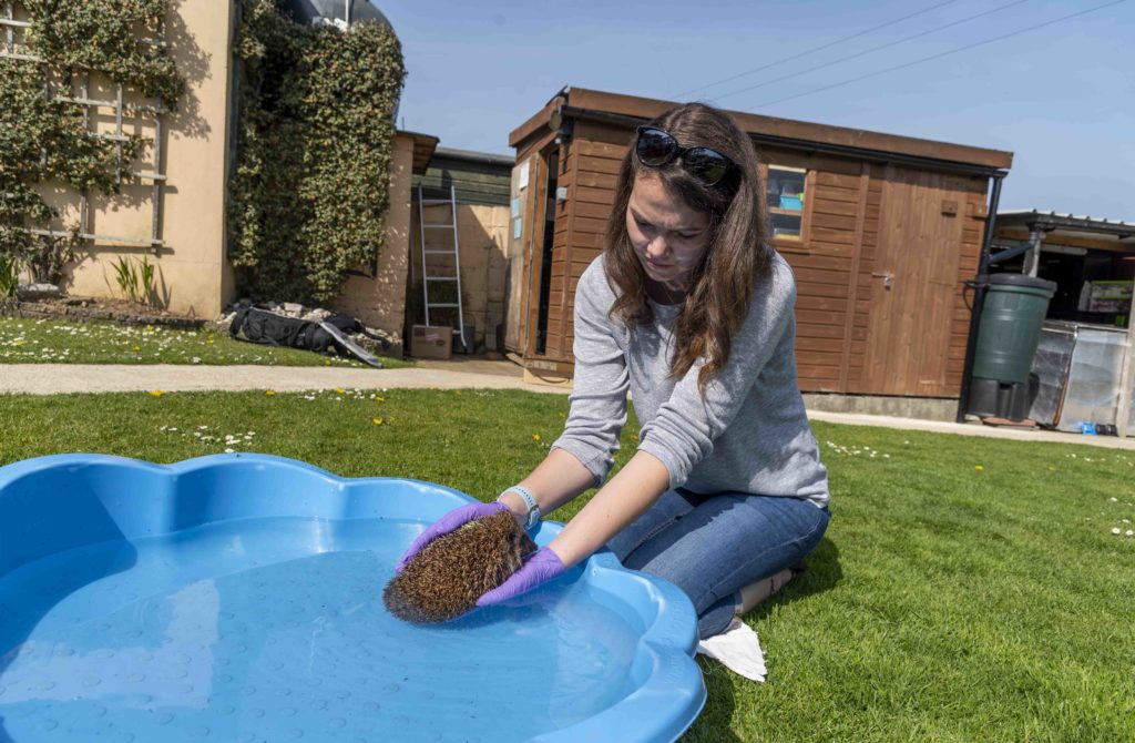 Hedgehog hydrotherapy at Prickles and Paws hedgehog sanctuary